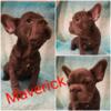 French bulldog Male 419-388-7629