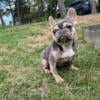 French bulldog female