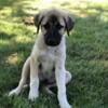 Anatolian Shepherd puppies