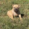 American bully pup for sale