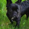Extremely Cute Frenchie Pups AKC