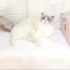 Honey TICA Registered Ragdoll