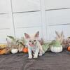 Lilac point Devon Rex Female