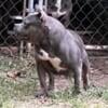 FEMALE AMERICAN BULLY