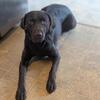 AKC female lab
