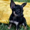 Chihuahua Puppies For Sale