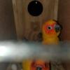 Sun Conure Pair Looking to Rehome