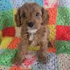 Cavapoo Puppies - A D O R A B L E
