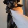 Beautiful baby yorkie