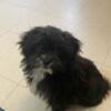 Ckc Shih Poo puppies