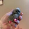 Show girl, silkies, copper Marans and more chicks