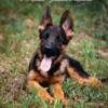 AKC Stock coat black and red German shepherd pups- Lithium grand pups!