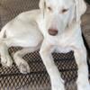 Labrador Retrievers need homes