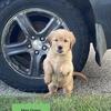 Golden Retriever Puppies, AKC and OFA certified