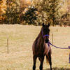 AQHA BAY ROAN FILLY 