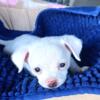 Adorable tiny Snow White long hair Chiweenie puppy blue eyes