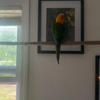 Sun conure rehoming