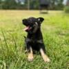 AKC German Shepherd puppies for Sale