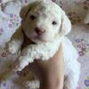 2 White Female Toy Poodles – Paid First Pick, Remaining Girl* Pending