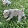 Champagne Tri Bully