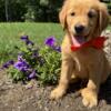 AKC GOLDEN RETRIEVERS looking for new homes