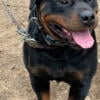 Rottweiler puppys available