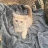 British shorthair Boy 3 Months $1250