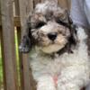 Doug - F1B Male Ohio Cockapoo  - Shipping Available! - Non Shedding - Hypoallergenic