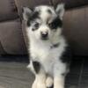 Pomsky Puppies For Sale or Rehome