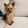 HANDSOME YORKIE  TEACUP  MALE STUD SERVICE