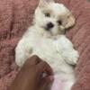 Shihtzu puppy male 4 months