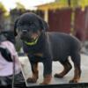 Quality akc Rottweiler puppys