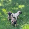 UKC Registered Presa Canario pups