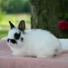 Netherland Dwarf Kit