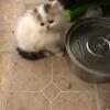 Persian Kittens for Sale!