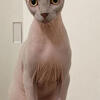 elf sphynx in Florida Miami