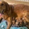 AKC Golden Retrievers pups