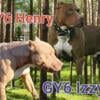 XL American Bully puppies Bossy, Razors edge, and Chevy Red dog Cross