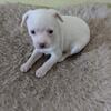Female white chihuahua puppy