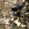 German Shepherd Female pup #3