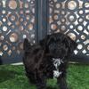 Hershey Kisses Snuggly Male Yorkiepoo Puppy