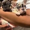 French Bulldog female puppies AKC registered