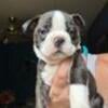 Boston Terrier Males Ready Now