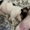 Akc bassethound puppies