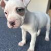 Boy/male American pitbull terrier for sale, mostly white coat with black spot