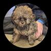 Female poodle puppy