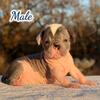 Exotic Hairless Bully Boy
