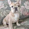 AKC French Bulldogs male akc