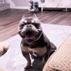Pocket bully (exotic bully)
