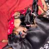 Miniature Pinscher Babies 